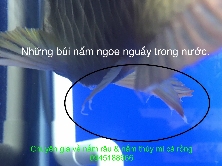Nấm thủy mi cá rồng & nấm râu cá rồng 